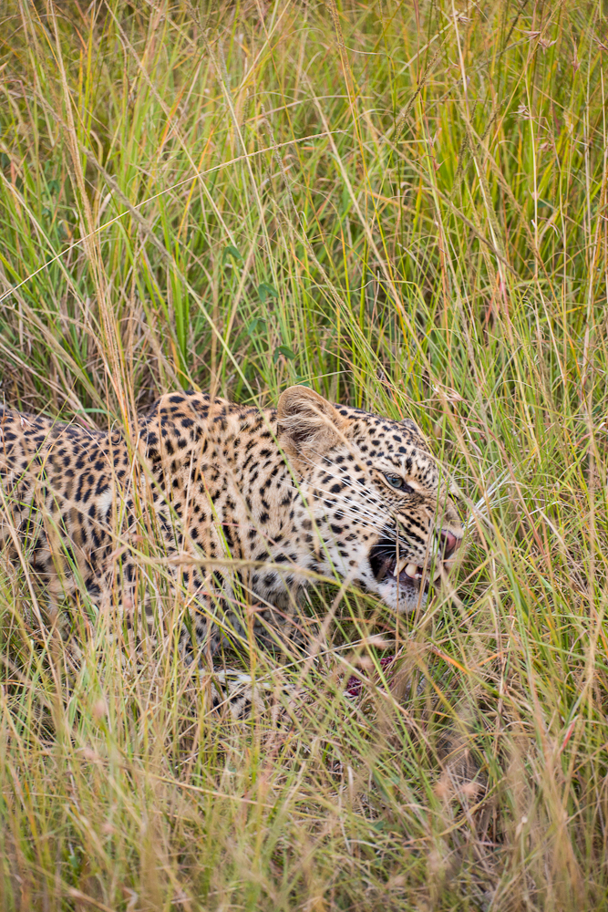mara